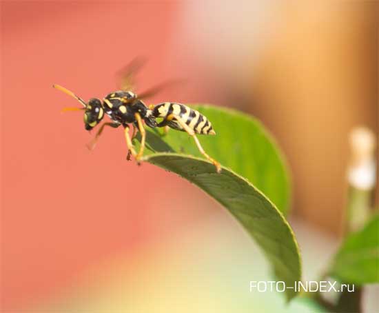 WASP.     