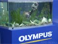 �������� ����� OLYMPUS � ��������