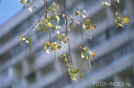 Nikon FA, Nikkor 135mm/2.8 AiS, Agfa Vista 100